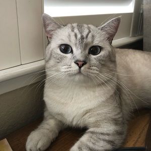 Meet your Posher, Patty